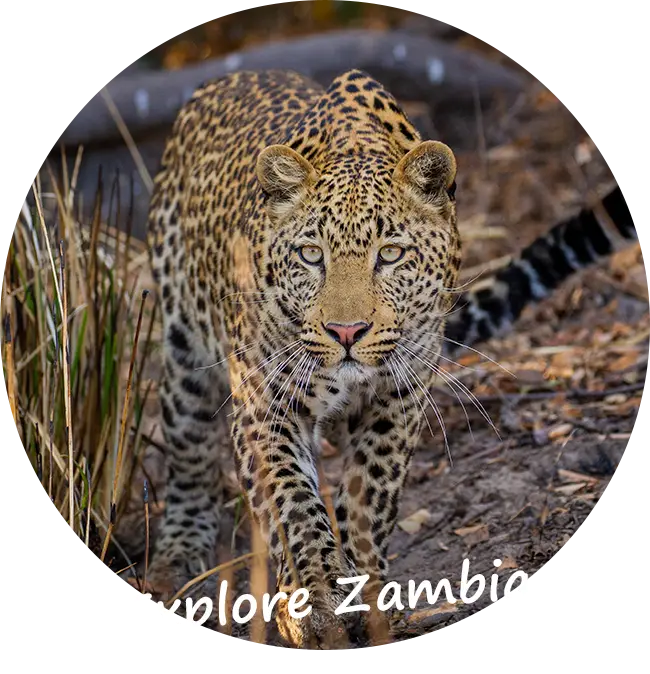 Explore-Zambia-Private-Guided-Safaris-Information-About-Zambia