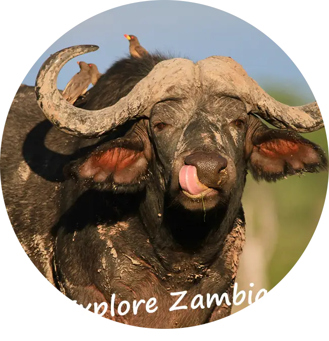Explore-Zambia-Private-Guided-Safaris-Itineraries