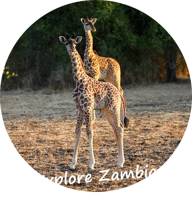 Explore-Zambia-Private-Guided-Safaris-Quotations