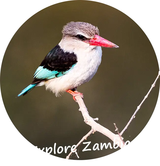Explore-Zambia-Private-Guided-Safaris-What-We-Offer