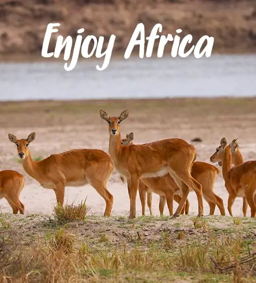 Explore-Zambia-Private-Guided-Safaris-What-We-Offer-Enjoy-Africa