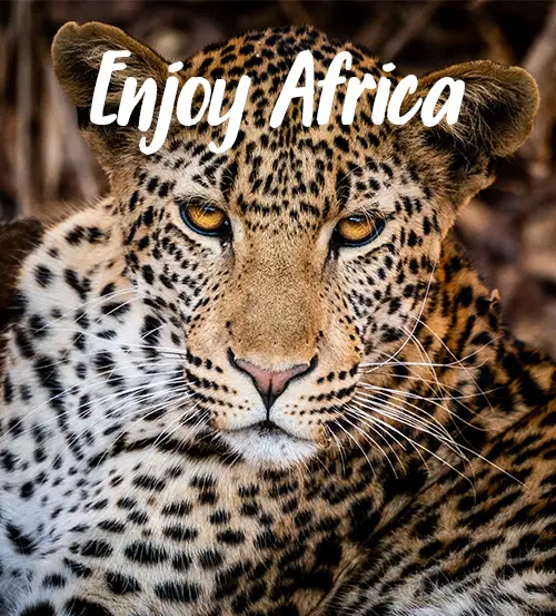 Explore-Zambia-Private-Guided-Safaris-What-to-Visit-Enjoy-Africa